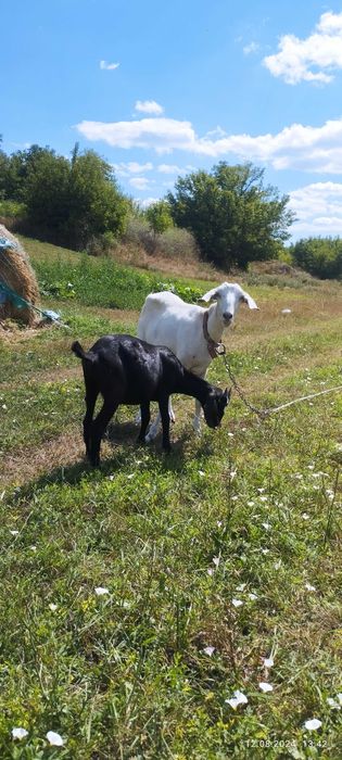 Козюха англонуьійка