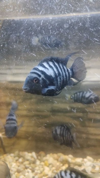 Sprzedam rybki akwariowe pielegnice