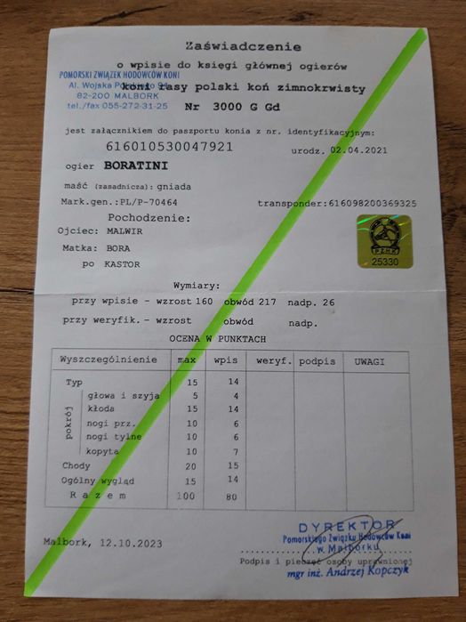 Ogier zimnokrwisty z licencją