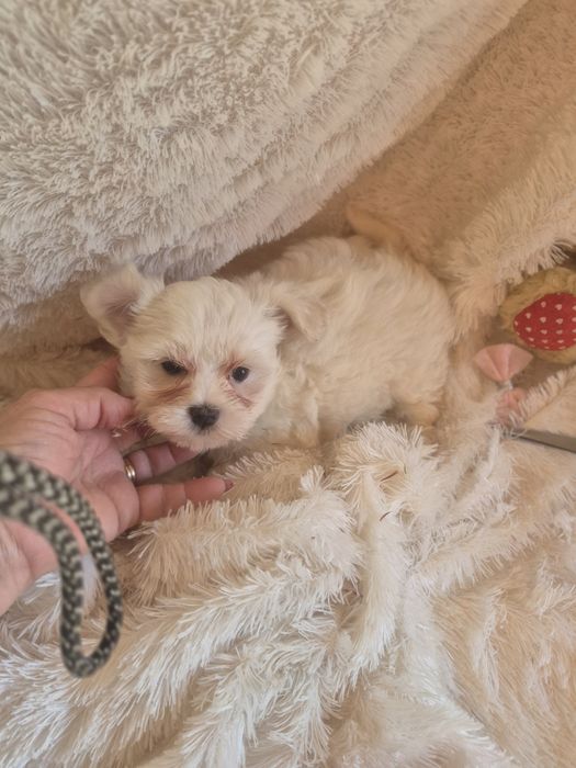 Bichon Maltês Fêmea Criadora Registada PT3088FL