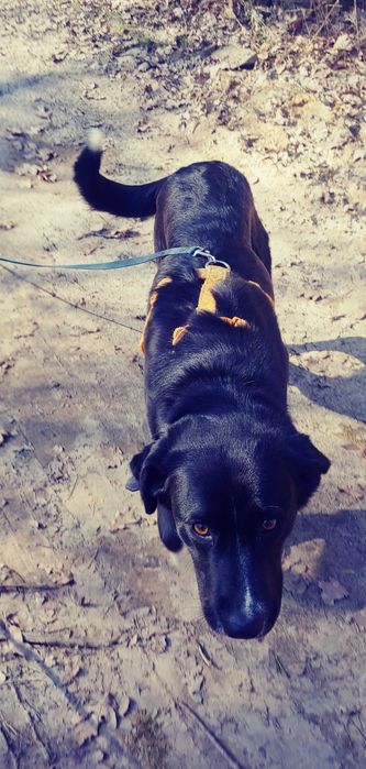 Cudowna sunia do adopcji