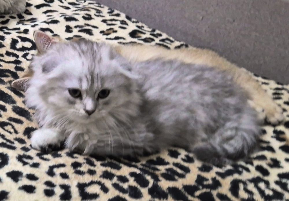 Вислоухие шотландцы, котёнок, кошечка