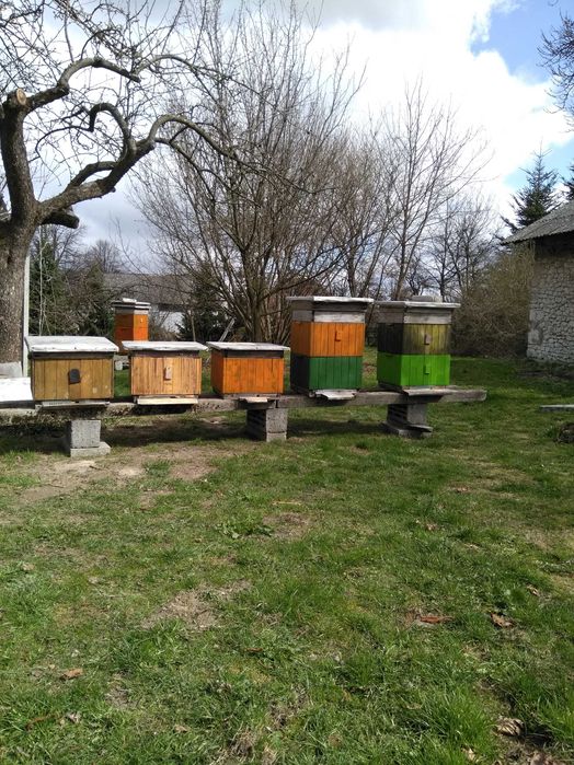 Pszczoły, Rodziny Pszczele Przezimowane