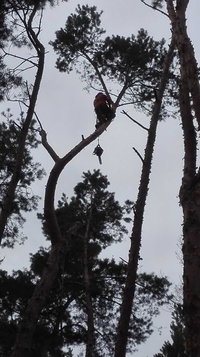 Alpinistyczna i naziemna wycinka drzew