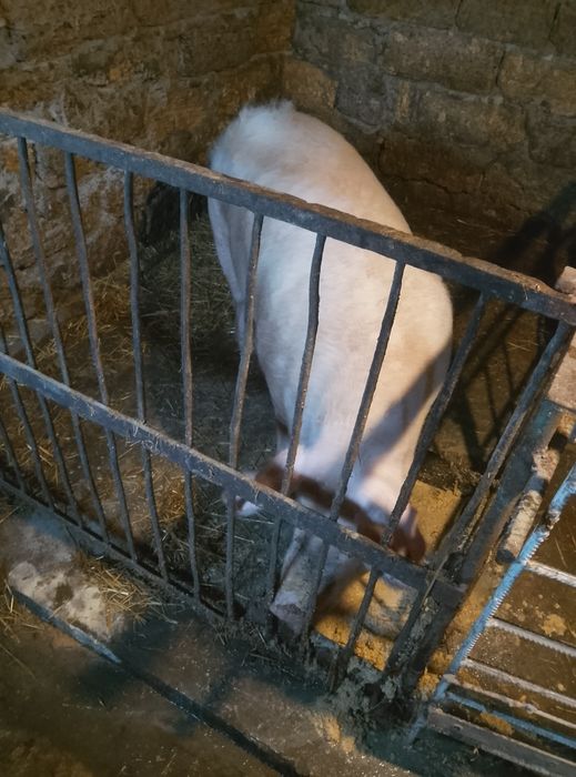 Чистокровна Порісна свиноматка після першого опоросу