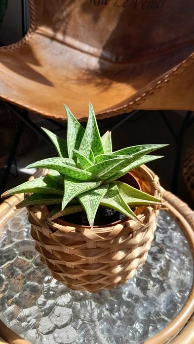 Aloes miętowy, aloes ozdobny