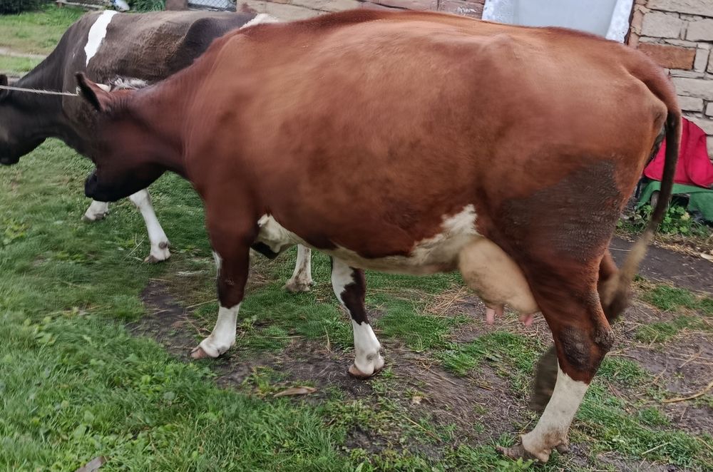 Продається тільна корова)
