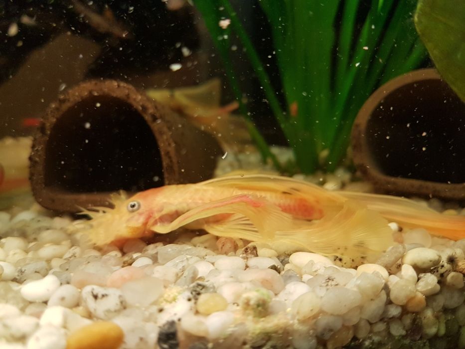 Zbrojnik Glonojad L144 WELONIASTY Rawa Mazowiecka Łódź