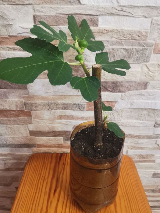 Саджанці інжиру, інжир