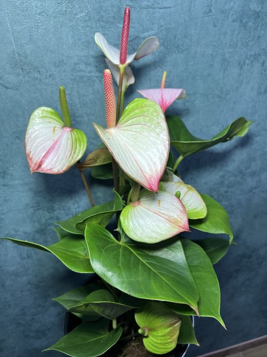 Антуріум Принцеса Амалія h 80 см