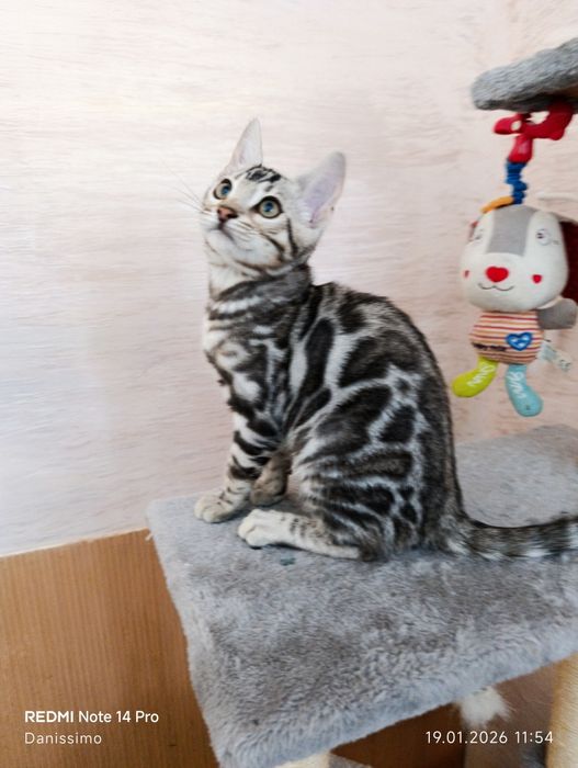 Бенгальск кошеня срібло, bengal silver