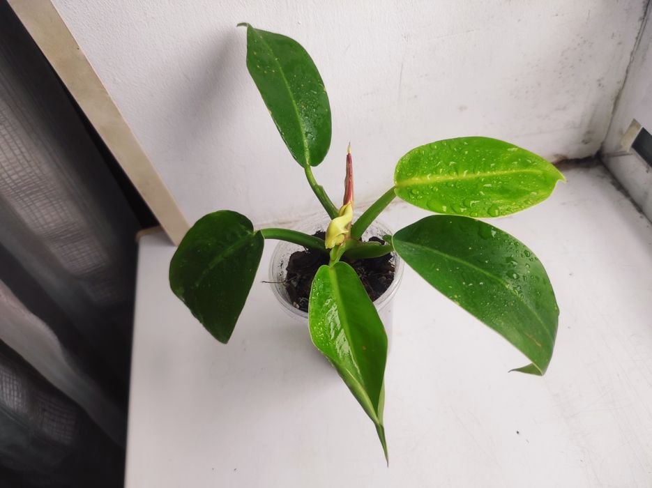 Philodendron Sunlight red splash/Филодендрон Санлайт ред сплеш