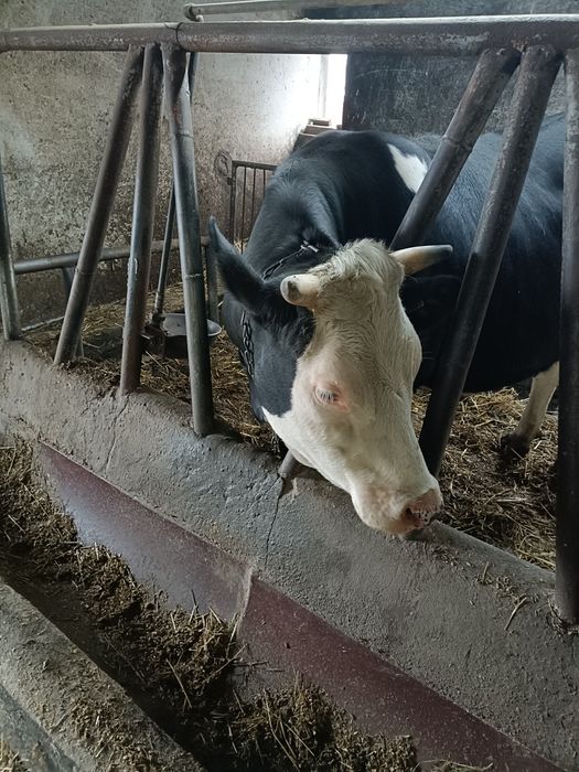 Sprzedam jałówki wyskocielne