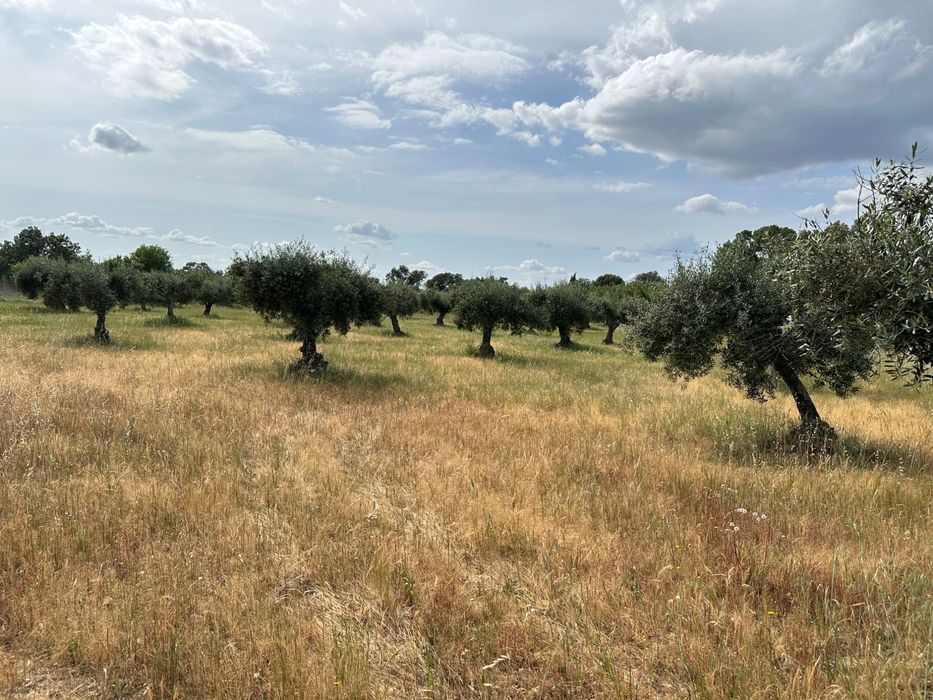 terreno rustico com olival