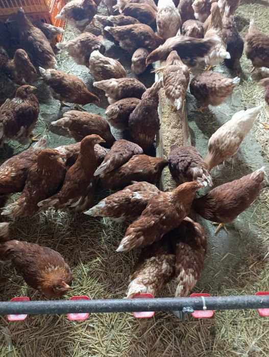Продам! КУРЕЙ-несушек! Сарни! доставка безкоштовна!