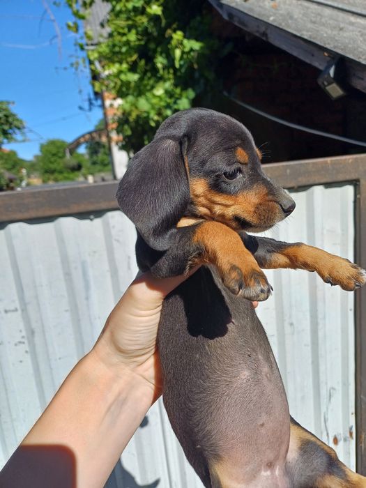 Таксочки чорні дівчинки