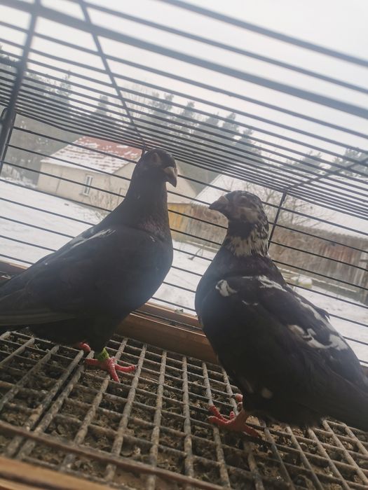 Gołębie pocztowe tygrysy