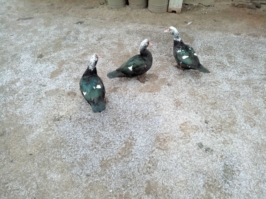 Молодые индоуточки на племя