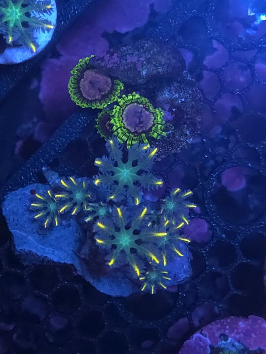 frags para aquario de agua salgada