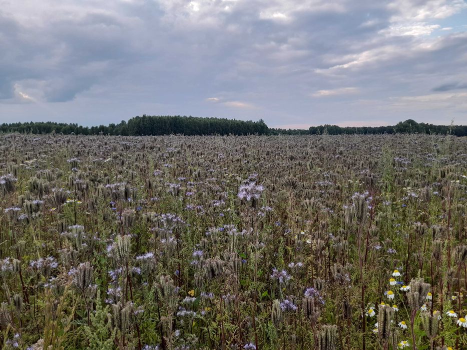 Facelia Błękitna Ekologiczna Ceryfikat EKO