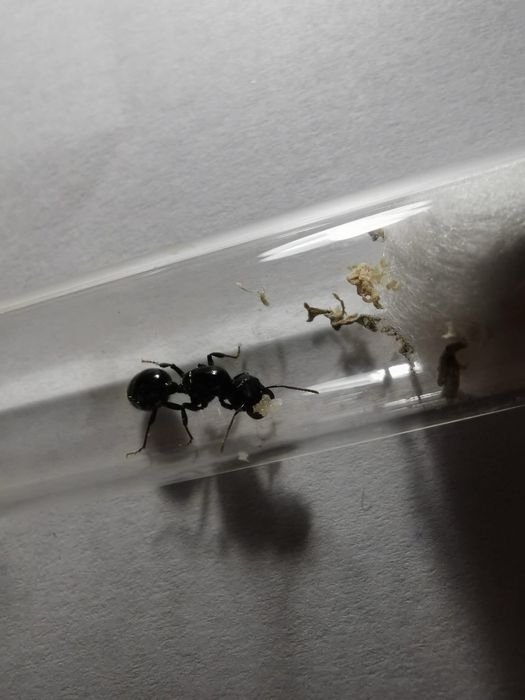Messor barbarus