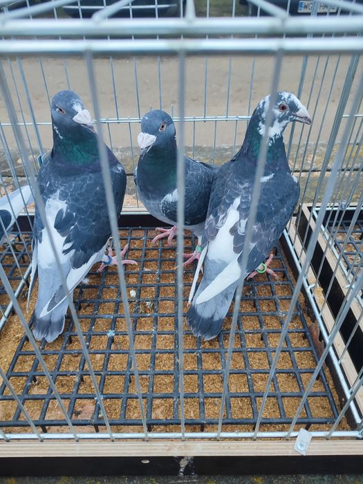 Gołębie staropolskie