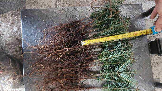 Jodła Kaukaska 10-20 cm