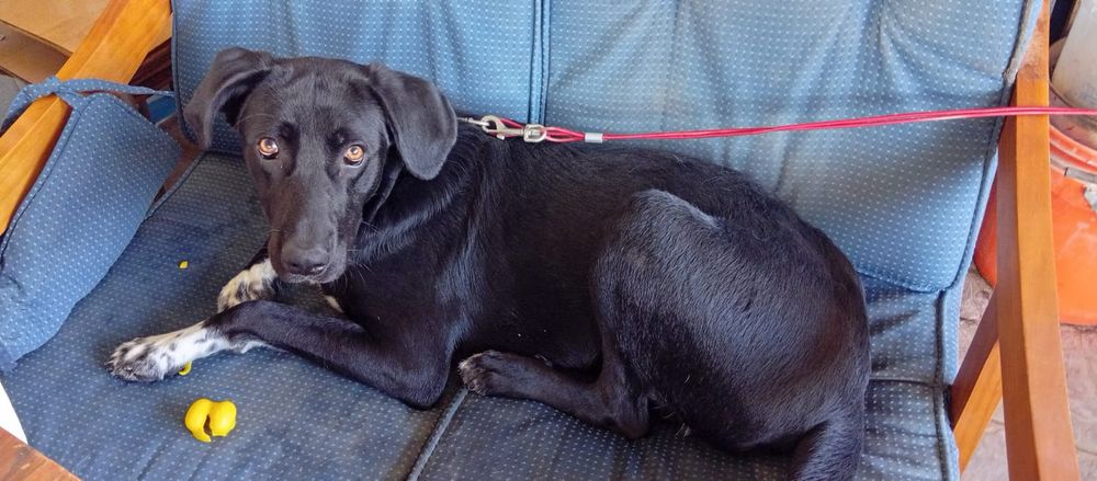 Doa-se (Adoção responsável )