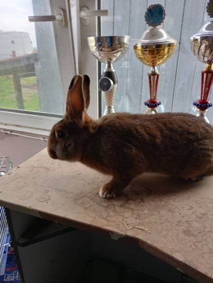 Sprzedam samca nowozelandzkiego