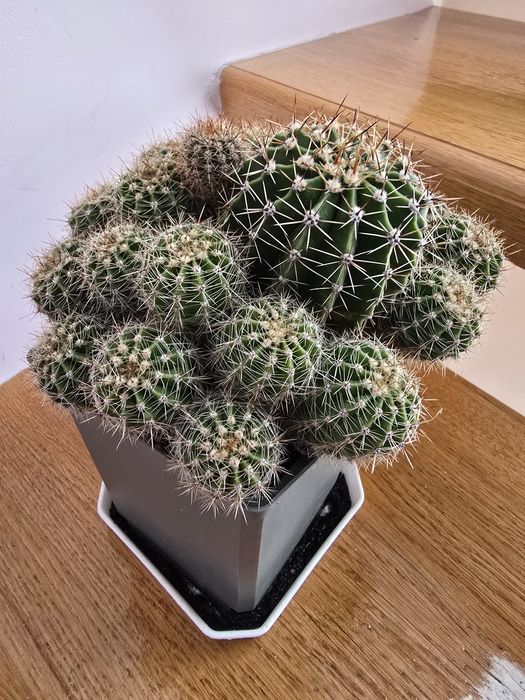 Кактуси композиція