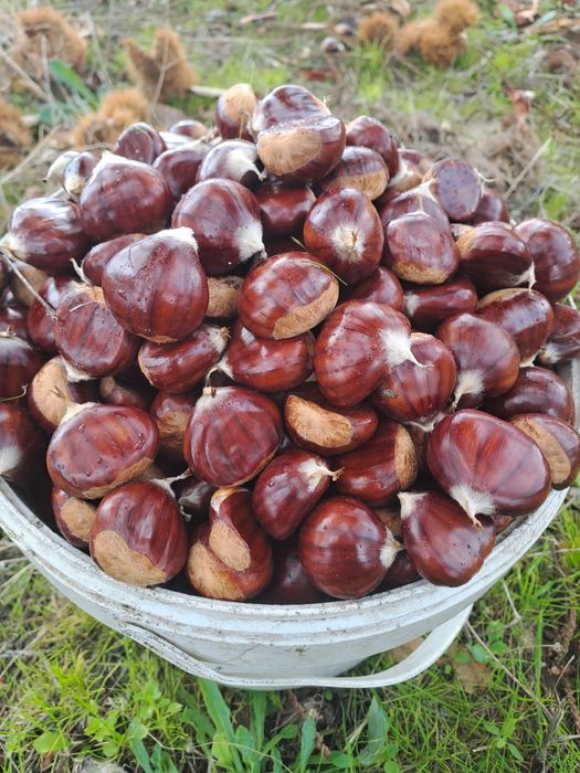 Vendo Castanhas de Qualidade
