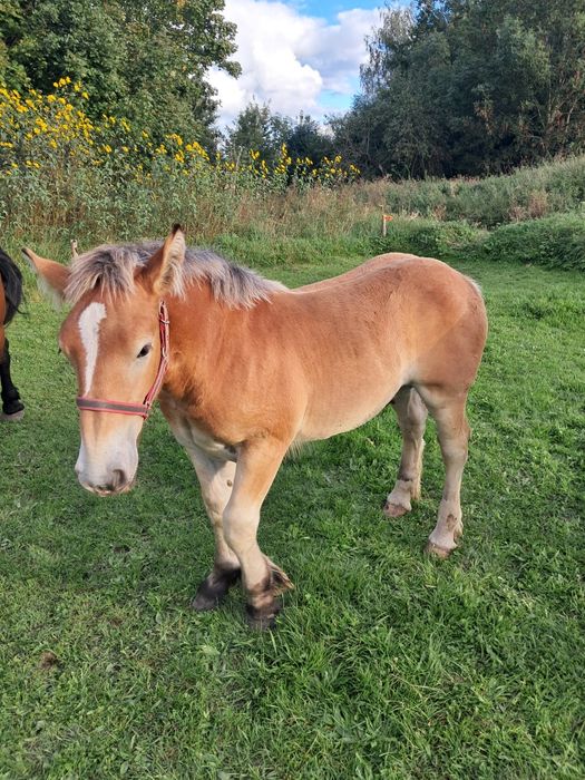 Sprzedam ogierka zimnokrwistego