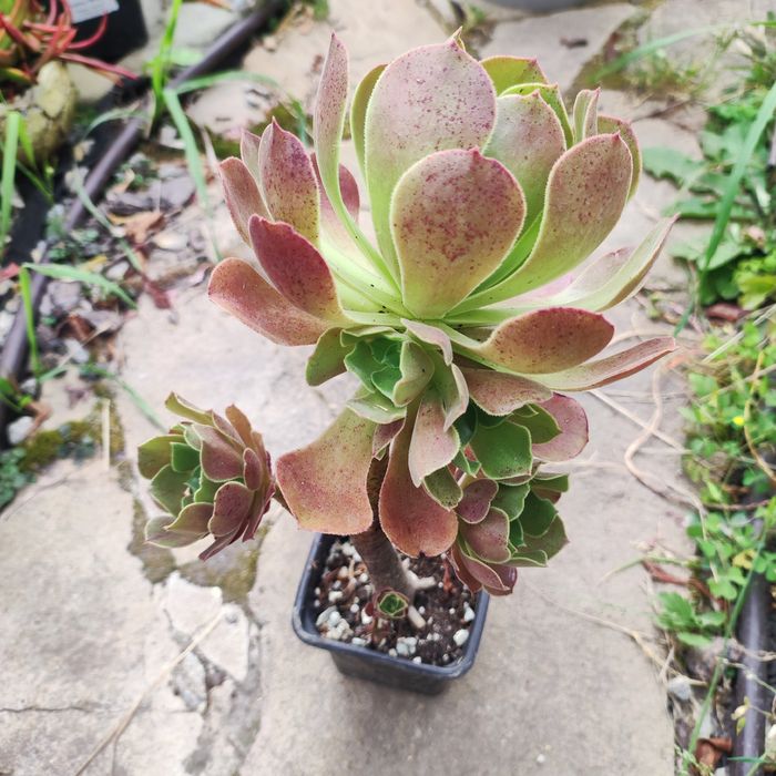 Echeveria, aeonium рідкість
