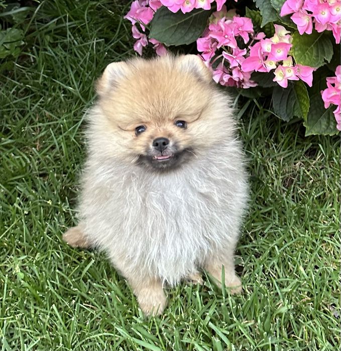 Шпиц померанский: 9 500 грн. - Собаки Одеса на Olx