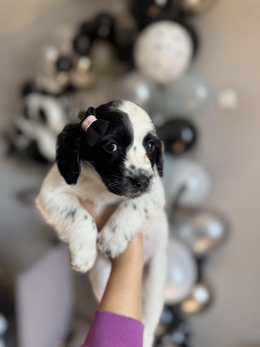 Цуценята спанієля,бронь