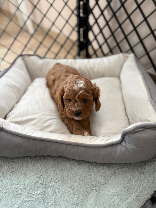 *** Cavapoo śliczny***