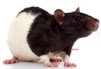 Dorosłe szczurki Dumbo (samce i samice) | Kraków | 1 rok