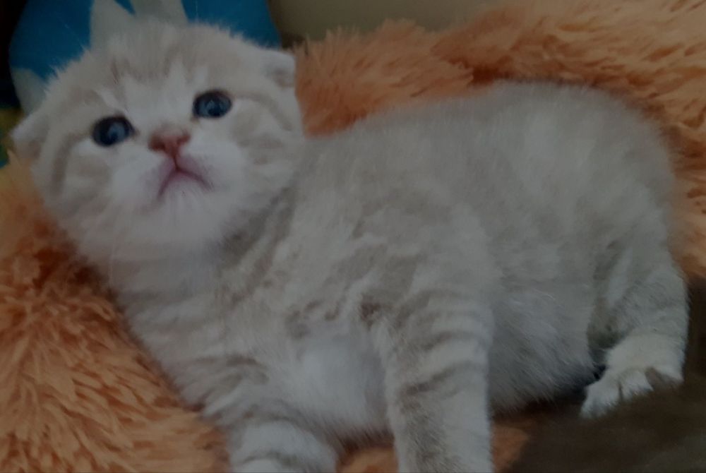 Плюшеве кошеня Scottish Fold — висловухий малюк
