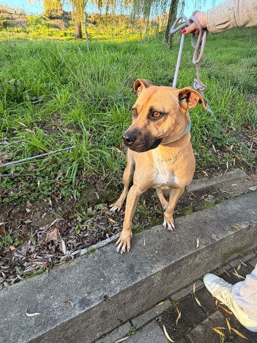 Cadelinha raçada de pitbull para adopção