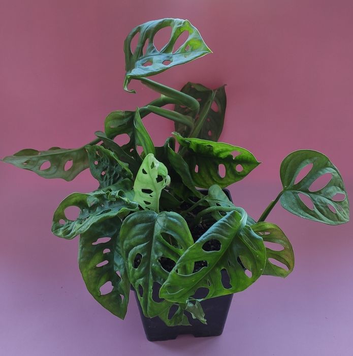 Monstera adansonii 150грн