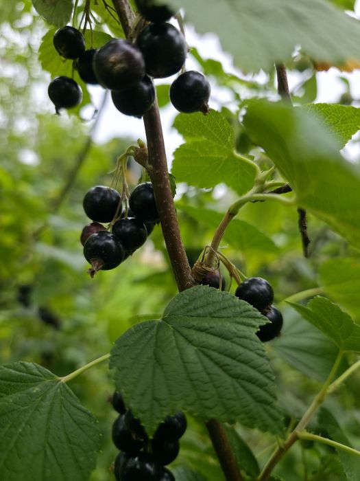 Porzeczka czarna