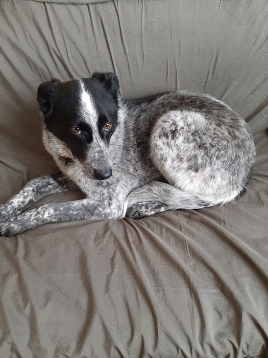 Прилаштовуеться чудовий пес