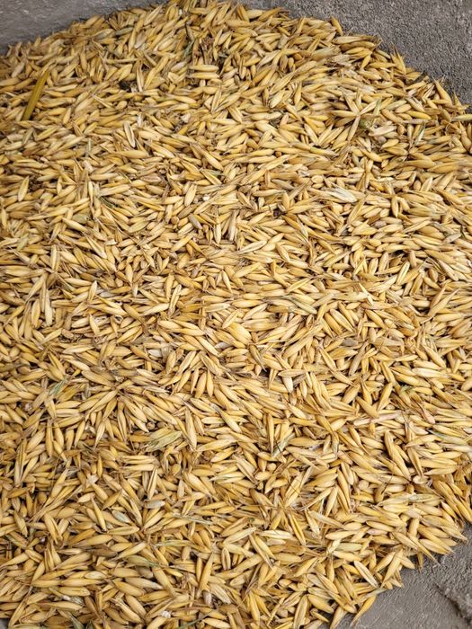 owies jary Rambo jasny ladny transport