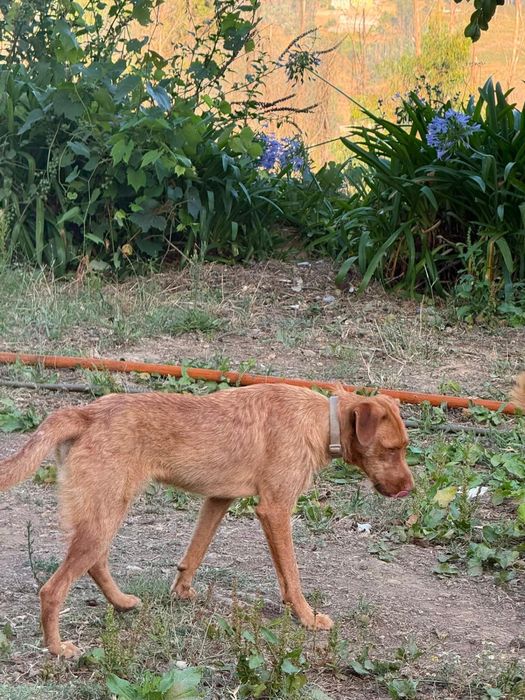 Cão com cerca de 1 ano para adoção responsável