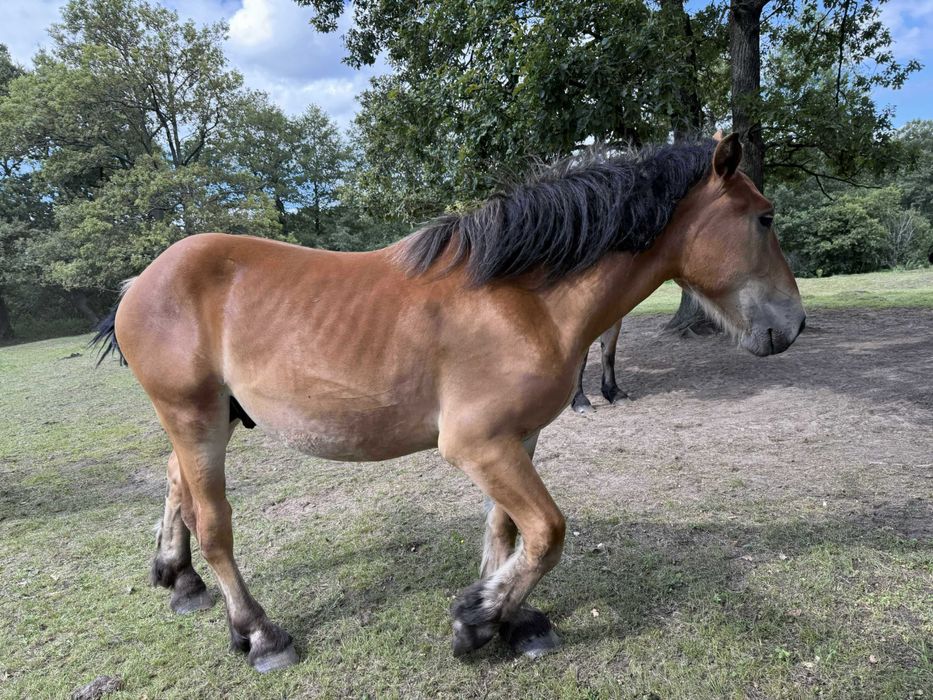 Sprzedam ogierki zimnokrwiste