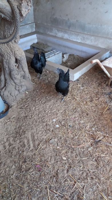 Galinhas ayam cemani