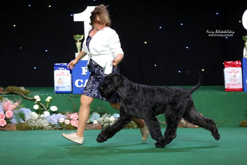 Резерв щенка ризеншнауцера