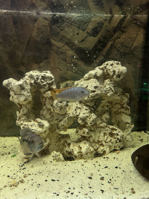 Акваріум 450л повний комплект: тумба, обладднання, декор +