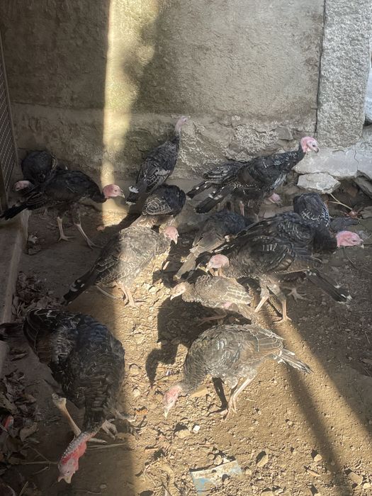 Perus caseiros