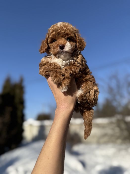 Карамельні мальтіпу